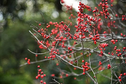 Winterberry holly berries